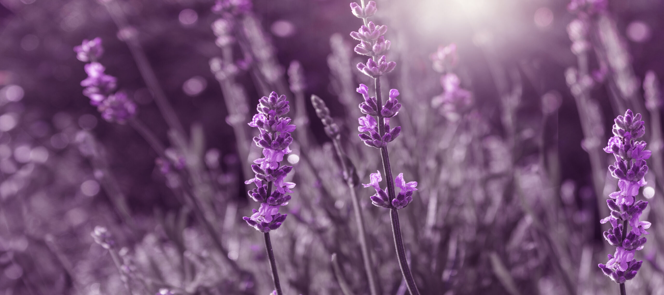 Lavender flowers. evening light. Blurry background. Selective focus
